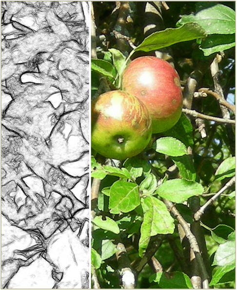 Wild Apples: A free, printable sketch for you to use to practice your art techniques.