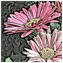 Old-Time Tinted Engravings from Your Photos.
