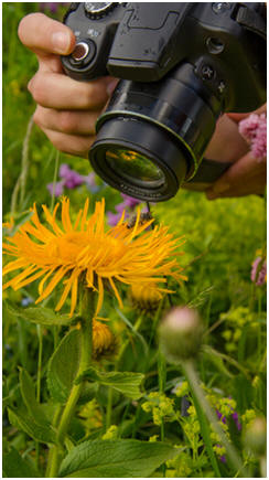 Choose from hundreds of free, professional-level photography lessons online today. 