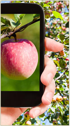 Improve your phoneography skills. Learn how to take the best photos with your cell phone or any camera with dozens of free lessons, demos, tips and techniques.