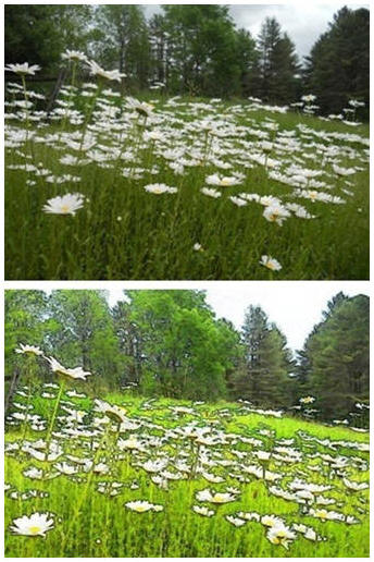 Edit Your Photos Online, for Free - Just click to LunaPic.com to spend $0 to improve any and all of your photographs and snapshots. Straighten them,  sharpen them, crop them, adjust their exposures and add special effects, animations and more.