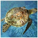 Download a free, 25 page ebook on painting with acrylics from ArtistDaily.com