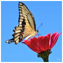 Free Reference Photos for Artists by Watercolor Artist Susie Short