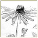 Learn how to draw beautiful landscapes and nature scenes.