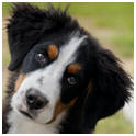 Learn how to take perfect photos of pets and amimals with free online lessons.