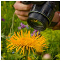 Learn how to shoot flowers and still life scenes with free online lessons from talented photographers.