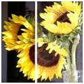 WetCanvas.com Photo Library Photograph: Sunflowers by Tessp, and a watercolor version by FotoSketcher.com
